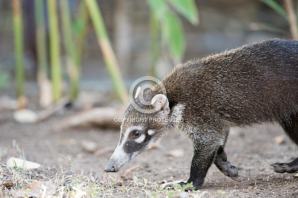 Coatimundi Coatimundi