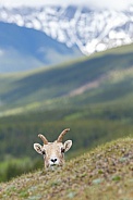 Peekaboo Bighorn sheep.