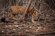 Beautiful tiger in the nature habitat. Tiger pose in amazing light. Wildlife scene with wild animal. Indian wildlife. Indian tiger. Panthera tigris tigris.