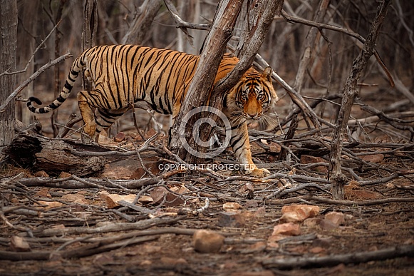 Beautiful tiger in the nature habitat. Tiger pose in amazing light. Wildlife scene with wild animal. Indian wildlife. Indian tiger. Panthera tigris tigris.