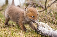 Red fox cubs
