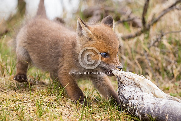Red fox cubs