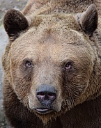 Brown Bear