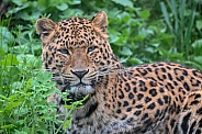 North Chinese Leopard