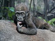 Western Lowland Gorilla