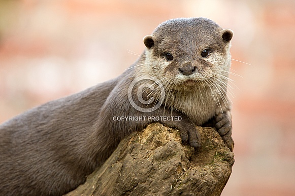 Short Clawed Otter Portrait