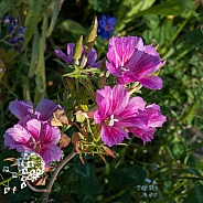 Pink Garden Wildflowers in Summer