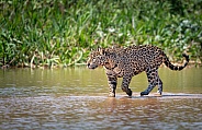 Walking Jaguar