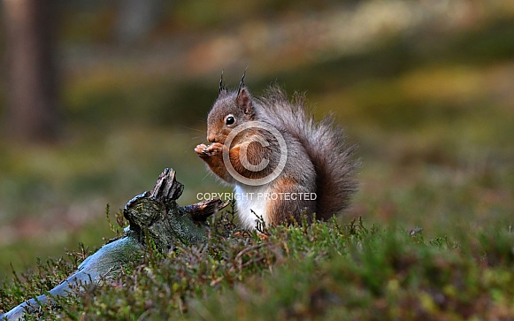 Red Squirrel Red Squirrel