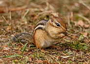 Chipmunk