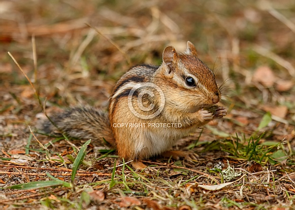 Chipmunk