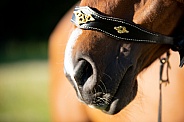 Horses Muzzle Close Up