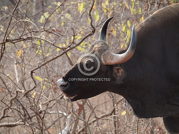 Indian Gaur (Indian Bison)