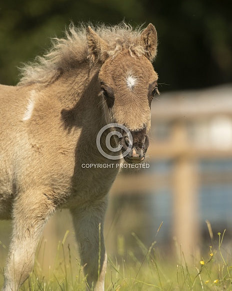 American Miniature Horse Foal American Miniature Horse Foal