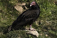 Turkey Vulture Full Body Standing