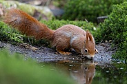 Red Squirrel in a forest
