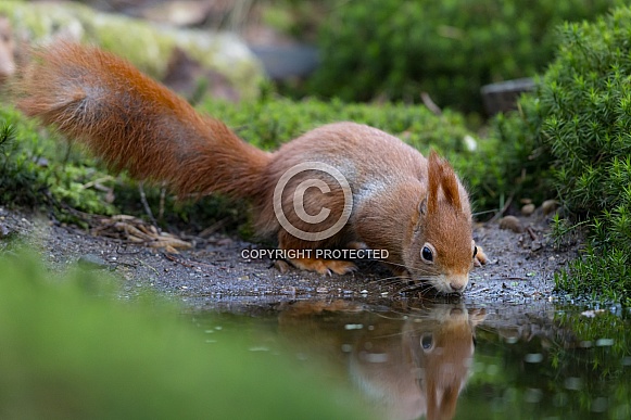 Red Squirrel in a forest Red Squirrel in a forest