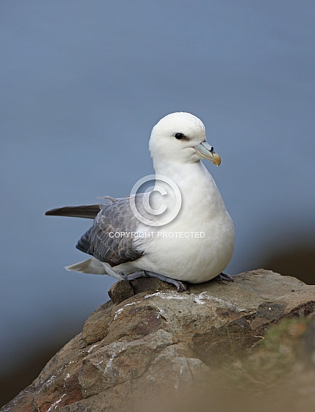 Fulmar