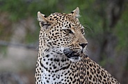 Leopard
