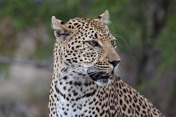 Leopard