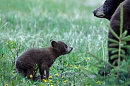 Black Bear and cubs