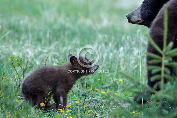 Black Bear and cubs