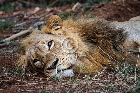 African Lion (wild) African Lion (wild)