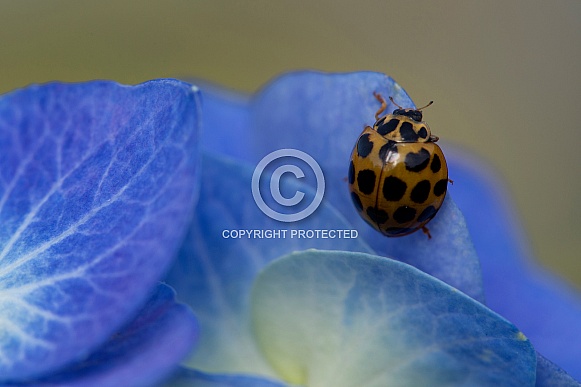 Common Spotted Ladybird on hydrangea