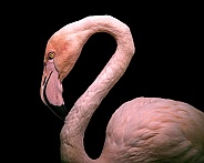 Bird--Lesser Flamingo