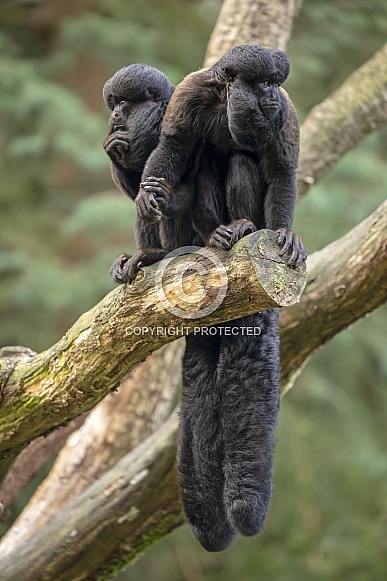 Black bearded saki (chiropotes Satanas)