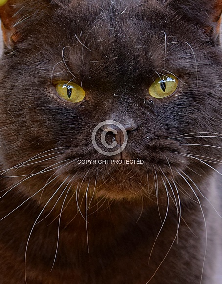 British Shorthair Cat