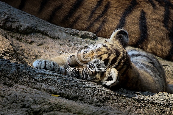 Siberian tiger cub