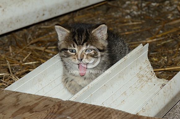 Tabby Kitten