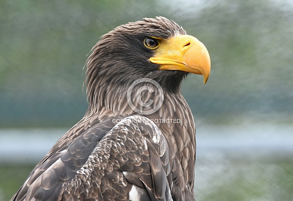 Sea Eagle