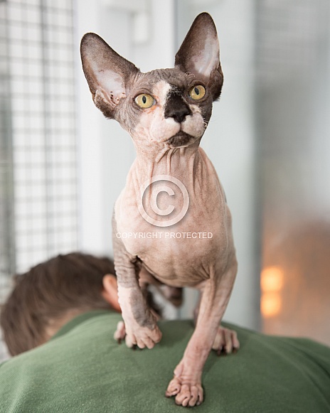 Sphinx Cat