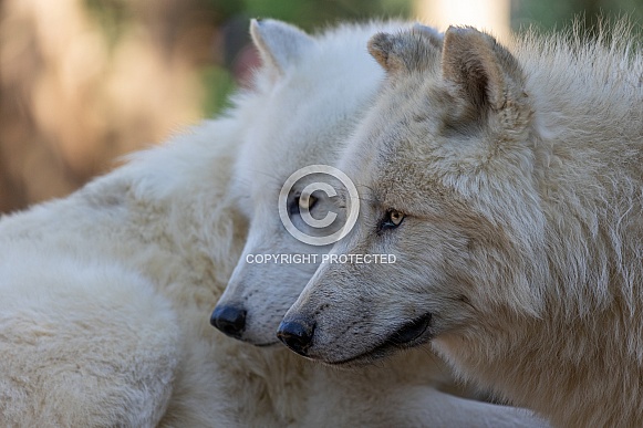 Arctic Wolf