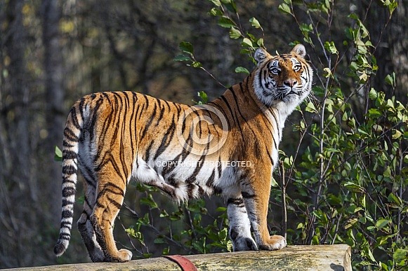 Tiger standing