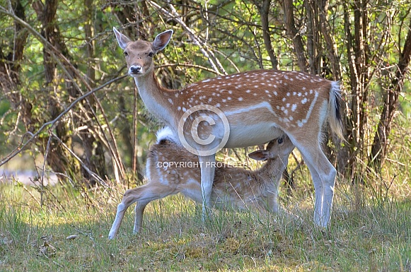 Deer