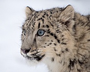 Snow Leopard Cub Portrait