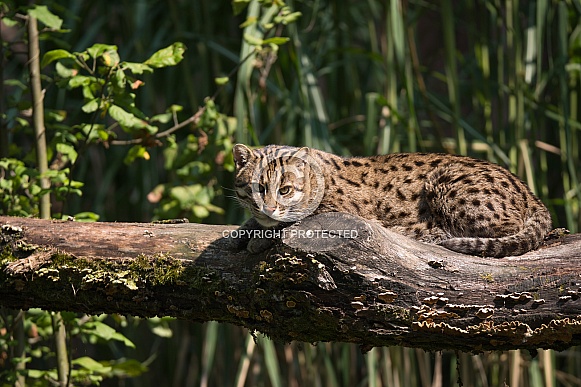 Fishing cat