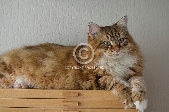 Siberian cat, young male