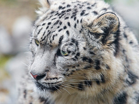 Snow Leopard Portrait Snow Leopard Portrait