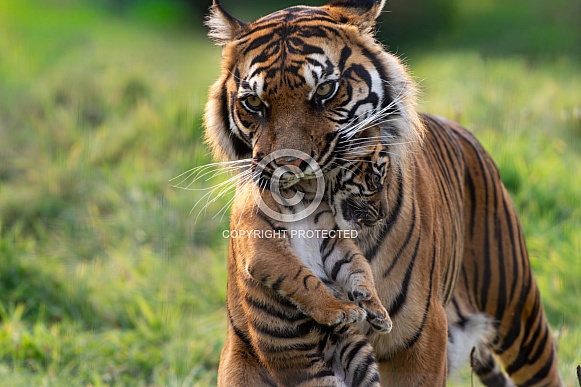 Sumatran tiger mum carrying her cub