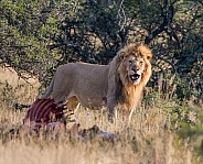 Male Lion With Kill