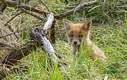Young Red Fox