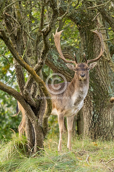Fallow Deer Fallow Deer