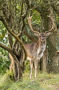 Fallow Deer