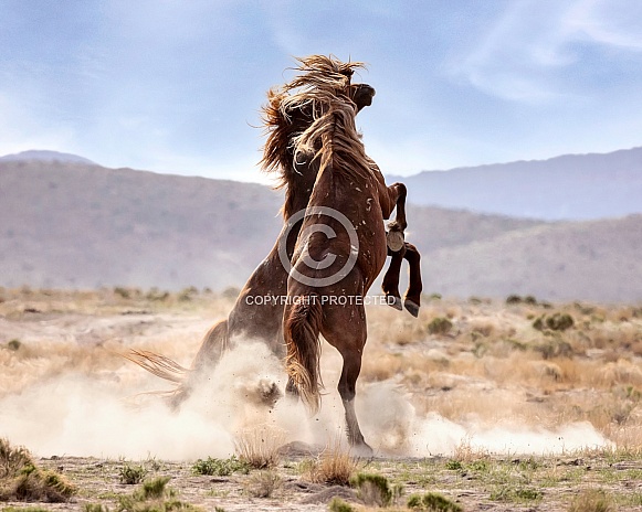Wild Horse— Onaqui Mountains, Utah Wild Horse— Onaqui Mountains, Utah