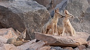 Kit Fox, Vulpes macrotis