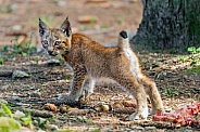 Young lynx standing